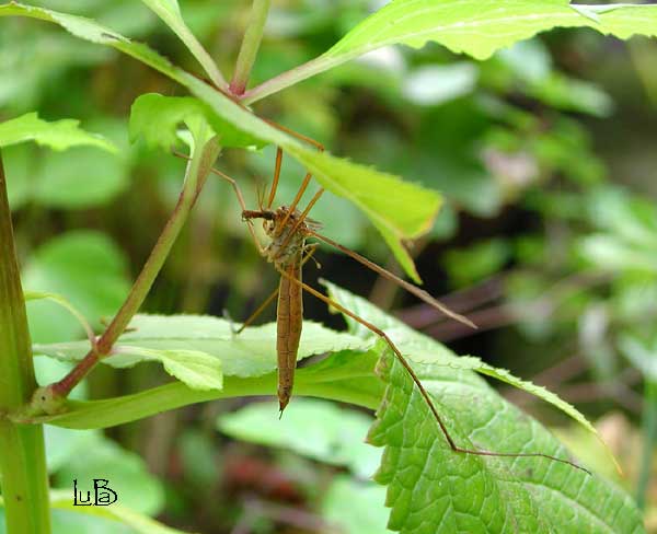 Tipula