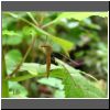 Tipula 