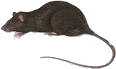 ratto