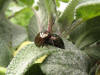 Chrysolina americana in accoppiamento