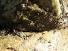 Crematogaster scutellaris