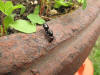 Regina (dealata) di Camponotus lateralis