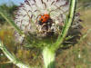 video di dittero Terellia sp.