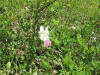 Video farfalle pieridae in accoppiamento