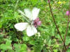 Video farfalle pieridae in accoppiamento Video farfalle pieridae in accoppiamento