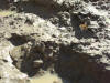 Video di bombylius che vola