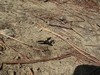 video Hemipenthes morio in volo radente