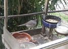 video di una capinera