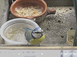video di una cinciarella