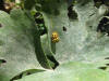 Thea vigintiduopunctata in accoppiamento