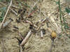 formiche in un campo