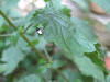 video di ditteri della famiglia milichiidae
