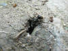 Camponotus che cerca di uccidere delle formiche più piccole