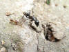 Camponotus che cerca di tirare fuori e uccidere delle formiche più piccole