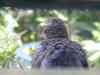 giovane merlo video