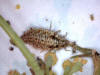 Video di una larva di Chrysopa che mangia un afide
