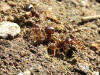 lotta tra formiche rosse