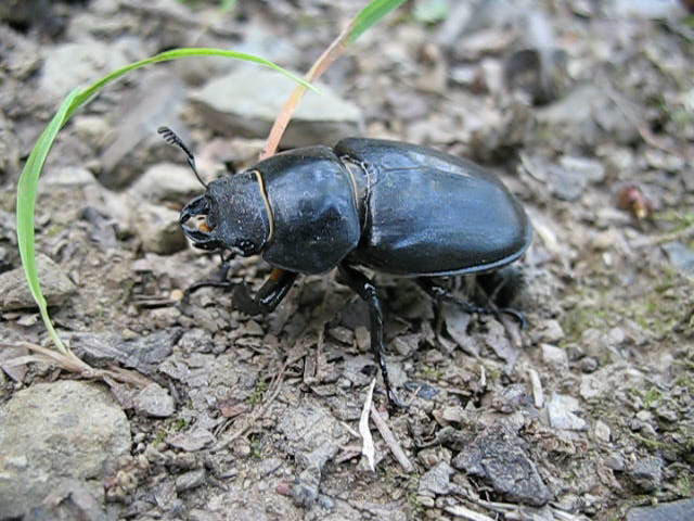 Video di coloettero Lucanide Lucanus cervo femmina