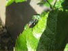 Video di Malachius bipustulatus