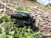 Video di Meloe sp. in accoppiamento
