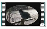 video occhiocotto