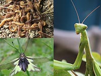 Sezione Neurotteri, miriapodi e mantidi