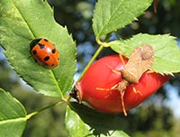 sezione Coleotteri ed Emitteri