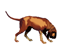 Cane segugio