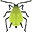 aphidae