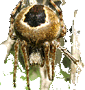 agalenatea