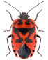 gif eurydema