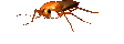gif piattola