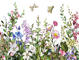 fiori selvatici