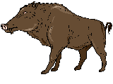 cinghiale
