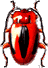 gif coleottero rosso
