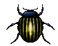 coleottero gif