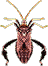 cimicione gif