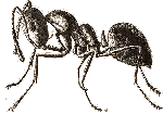 formica gif