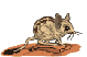topino