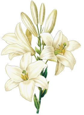 Giglio bianco