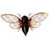 falena