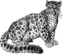 Leopardo