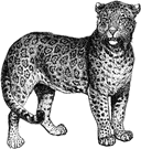 Leopardo