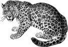 Leopardo