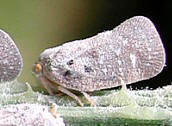Metcalfa pruinosa