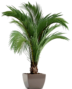 Piante verdi in vaso