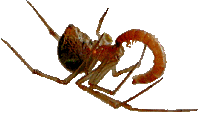 therididae
