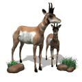 antilope gif