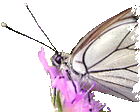 farfalla aporia