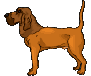 cane marrone gif